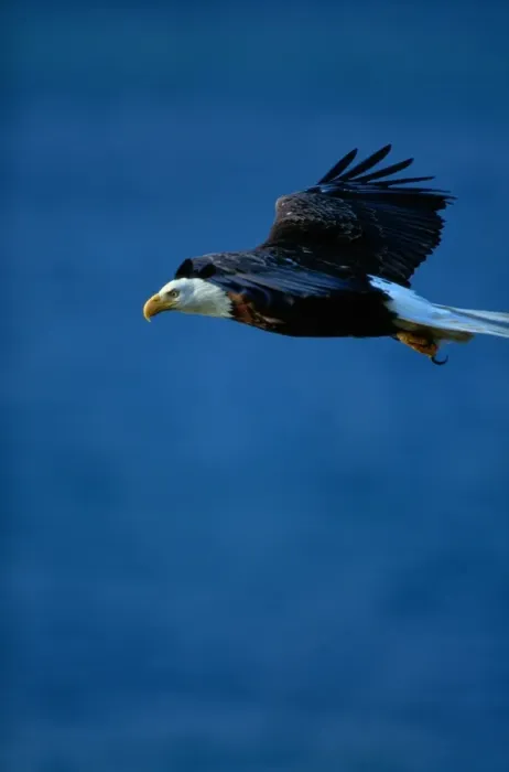 Framed Print : Bald eagle (Haliaeetus leucocephalus) in flight Framed Print : Bald eagle (Haliaeetus leucocephalus) in flight