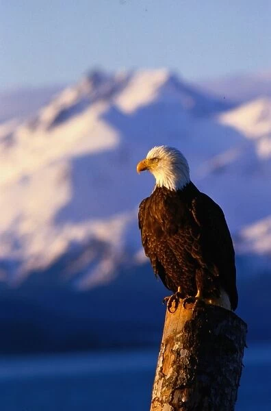Bald eagle (Haliaeetus leucocephalus)perched on wood