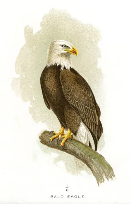 Framed Print : Bald eagle lithograph 1897 Framed Print : Bald eagle lithograph 1897