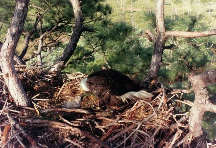 Framed Print : Bald Eagle Mother with Infant Eagle in Their Nest Framed Print : Bald Eagle Mother with Infant Eagle in Their Nest