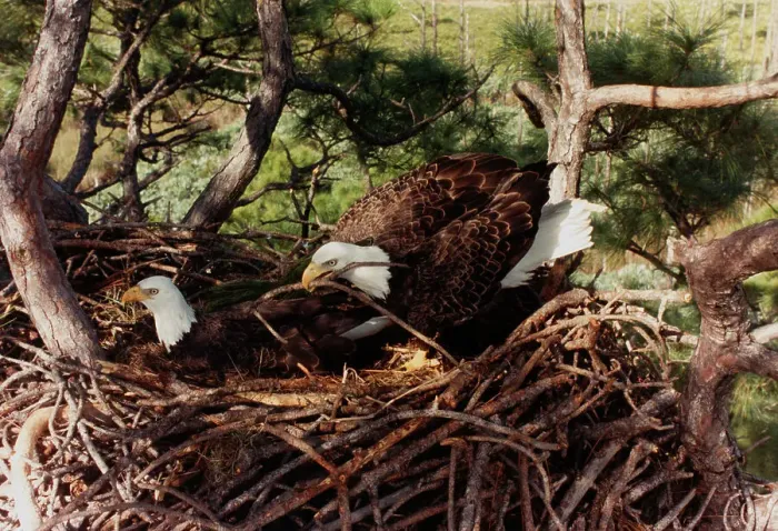 Framed Print : Bald Eagles in a Nest