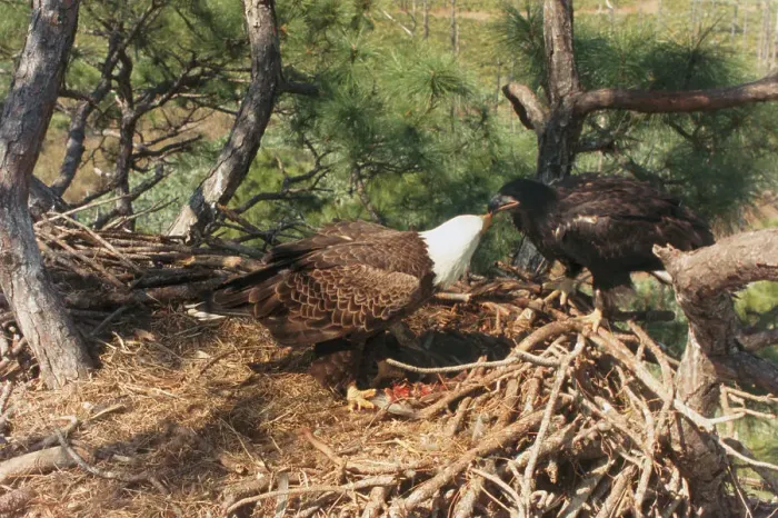 Framed Print : Bald Eagles Sharing a Meal Inside a Nest Framed Print : Bald Eagles Sharing a Meal Inside a Nest