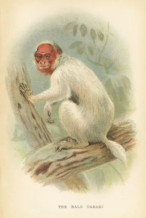 Framed Print : Bald uakari primate 1894 Framed Print : Bald uakari primate 1894