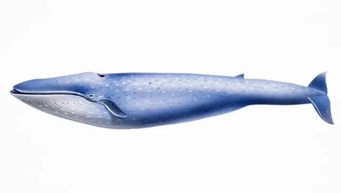 Framed Print : Baleen Whale, showing ventral pleats Framed Print : Baleen Whale, showing ventral pleats