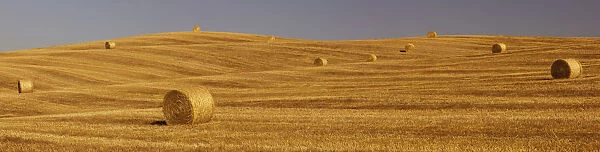 Bales of straw on a harvested field, Tuscany, Italy, Europe
