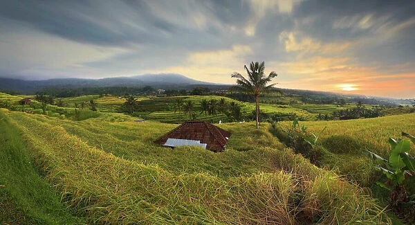 Bali Rice Terraces. Sunrise rice fields of Jatiluwih at Tabanan, Bali Indonesia
