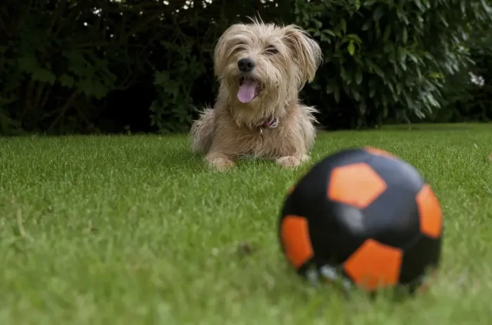 Framed Print : Ball and Kromfohrlaender and Irish Terrier mix waiting behind it Framed Print : Ball and Kromfohrlaender and Irish Terrier mix waiting behind it