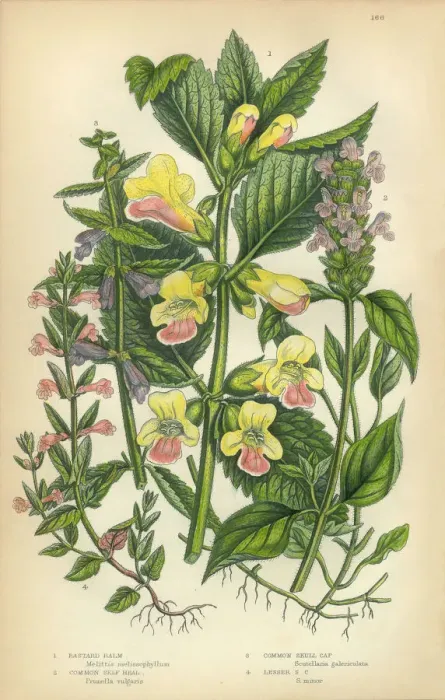 Framed Print : Balm, Bastard Balm, Melittis, Skullcap, Mint, Victorian Botanical Illustration Framed Print : Balm, Bastard Balm, Melittis, Skullcap, Mint, Victorian Botanical Illustration