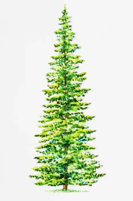 Framed Print : Balsam Fir (Abies balsamea) Framed Print : Balsam Fir (Abies balsamea)