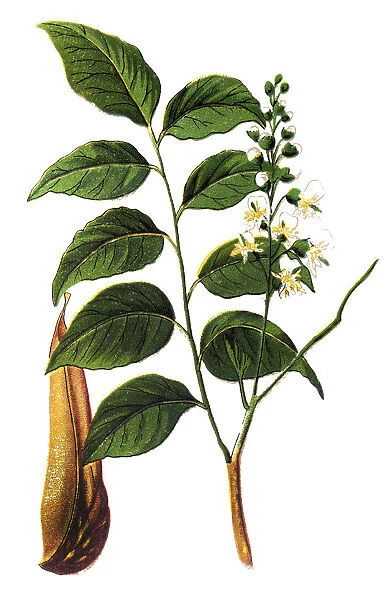 Balsam of Peru (Myroxylon pereirae)