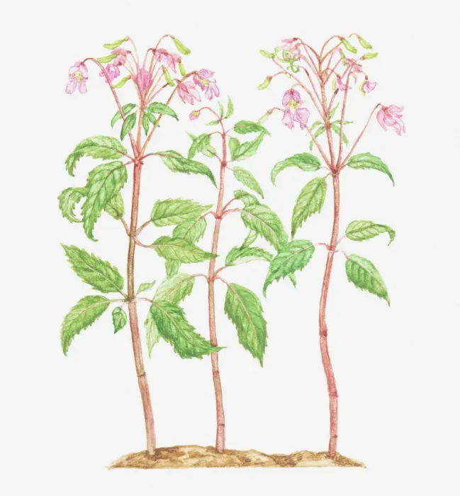 Framed Print : balsaminaceae, botany, cut out, flower, himalayan balsam, impatiens, impatiens grandiflora Framed Print : balsaminaceae, botany, cut out, flower, himalayan balsam, impatiens, impatiens grandiflora