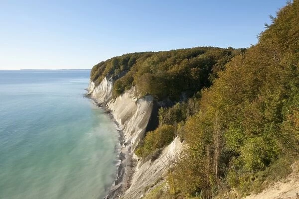 Baltic Sea, chalk cliffs and beech forest, Common beech trees -Fagus sylvatica-, in autumn, Jasmund National Park, Mecklenburg-Vorpommern, Germany