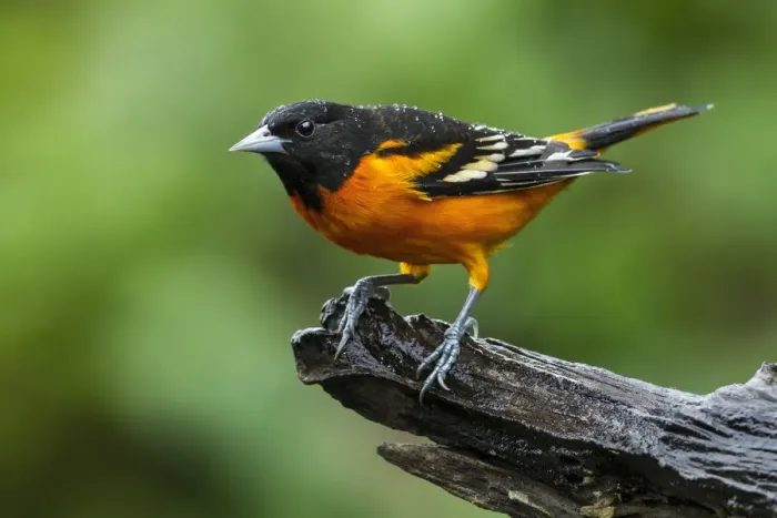 Framed Print : Baltimore Oriole
