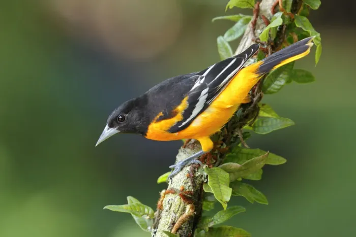 Framed Print : Baltimore Oriole Framed Print : Baltimore Oriole