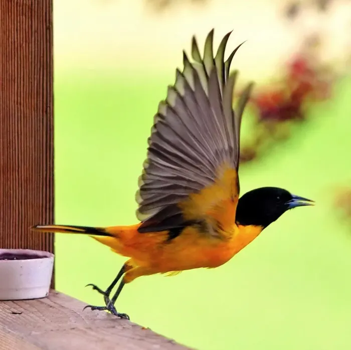 Framed Print : Baltimore Oriole Framed Print : Baltimore Oriole