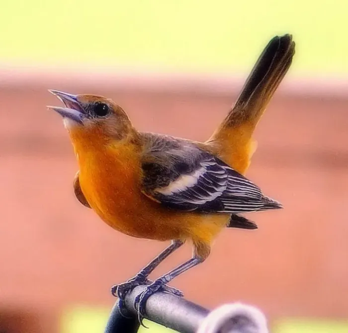 Framed Print : Baltimore Oriole