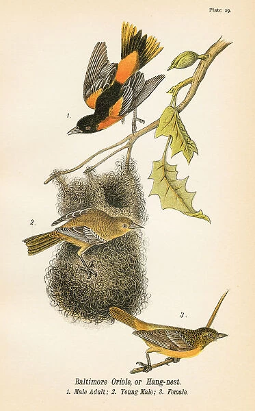 Baltimore oriole bird lithograph 1890
