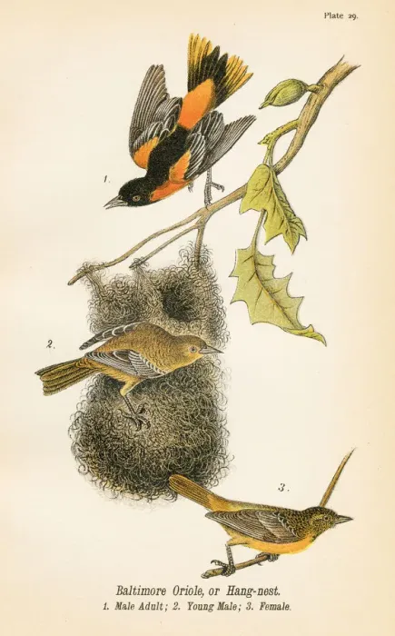 Framed Print : Baltimore oriole bird lithograph 1890
