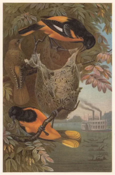 Framed Print : Baltimore oriole (Icterus galbula), lithograph, published in 1882 Framed Print : Baltimore oriole (Icterus galbula), lithograph, published in 1882