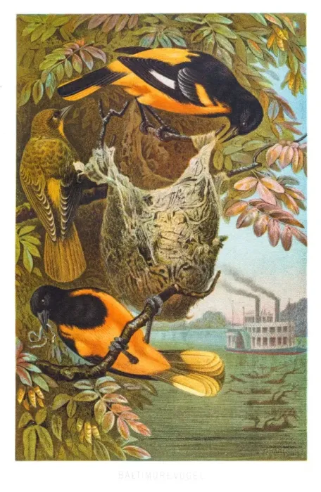 Framed Print : Baltimore oriole illustration 1882 Framed Print : Baltimore oriole illustration 1882
