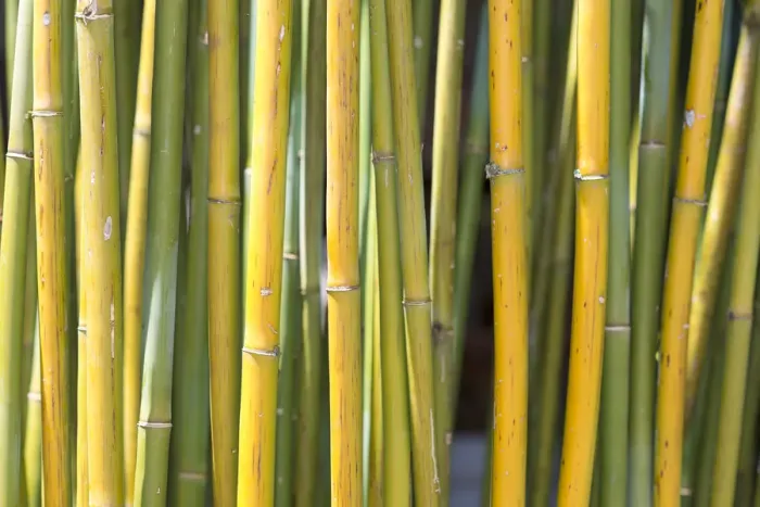 Framed Print : Bamboo Framed Print : Bamboo