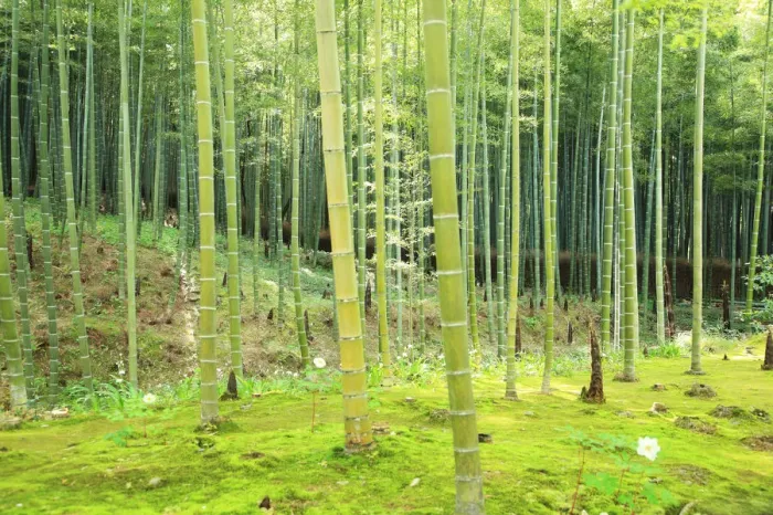 Framed Print : Bamboo, Arashiyama, Kyoto Framed Print : Bamboo, Arashiyama, Kyoto