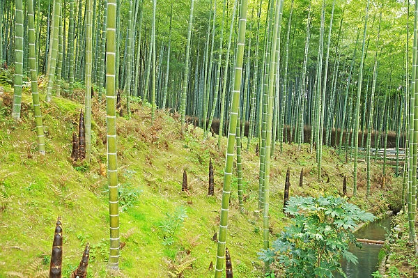 Bamboo, Arashiyama, Kyoto