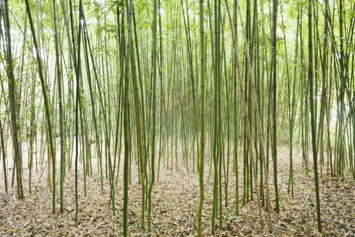 Framed Print : Bamboo -Bambus fargesia- grove, near Bad Krozingen, Baden-Wuerttemberg, Germany Framed Print : Bamboo -Bambus fargesia- grove, near Bad Krozingen, Baden-Wuerttemberg, Germany