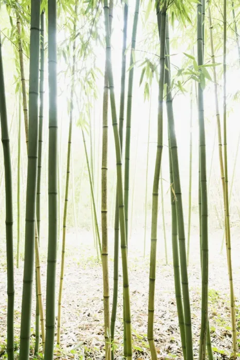 Framed Print : Bamboo -Bambus fargesia- grove, near Bad Krozingen, Baden-Wuerttemberg, Germany Framed Print : Bamboo -Bambus fargesia- grove, near Bad Krozingen, Baden-Wuerttemberg, Germany