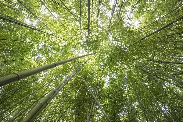 Bamboo -Bambus fargesia- grove, near Bad Krozingen, Baden-Wuerttemberg, Germany