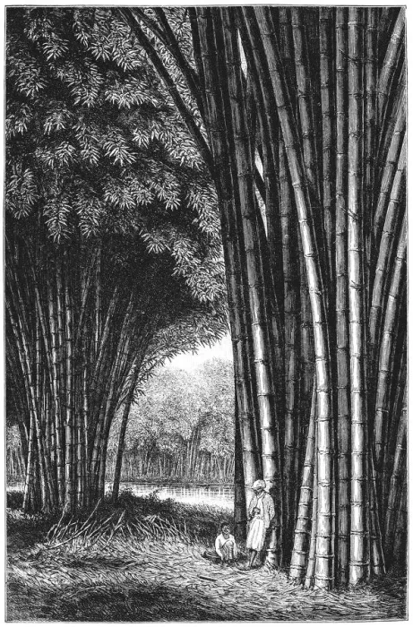 Framed Print : Bamboo forest on Java Framed Print : Bamboo forest on Java