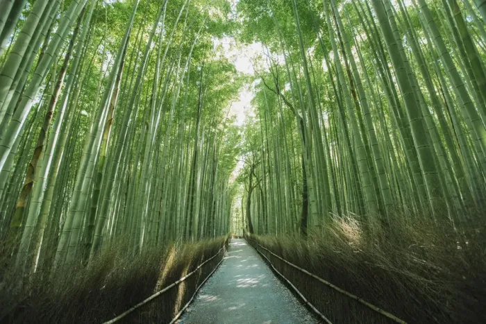 Framed Print : Bamboo forest, Kyoto, Japan Framed Print : Bamboo forest, Kyoto, Japan