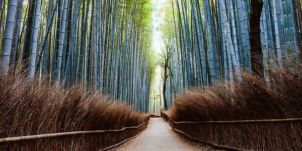 Bamboo grove panoramic, Arashiyama, Kyoto, Japan