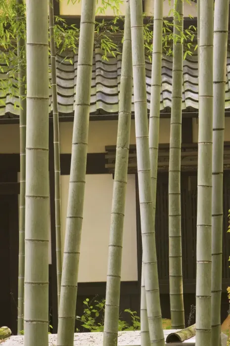 Framed Print : Bamboo and House detail, Kyoto, Honshu, Japan