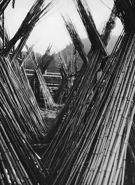 Bamboo Stacks