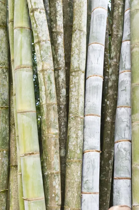 Framed Print : Bamboo, thick stems and leaves, Nahampoana Reserve, nature park, Fort-Dauphin or Tolagnaro, Madagascar Framed Print : Bamboo, thick stems and leaves, Nahampoana Reserve, nature park, Fort-Dauphin or Tolagnaro, Madagascar
