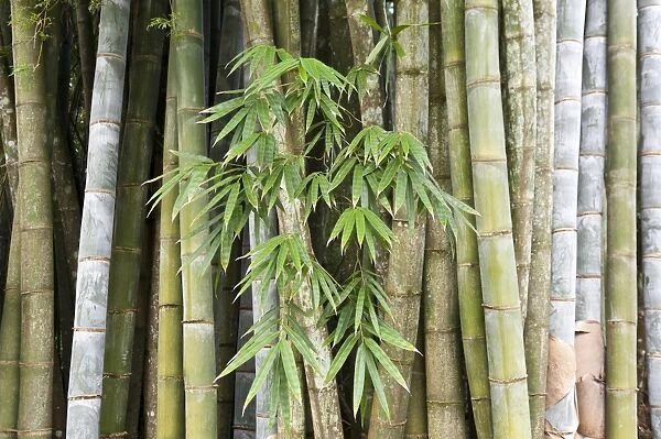 Bamboo, thick stems and leaves, Nahampoana Reserve, nature park, Fort-Dauphin or Tolagnaro, Madagascar
