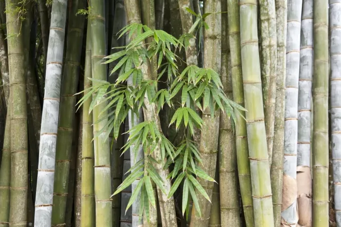 Framed Print : Bamboo, thick stems and leaves, Nahampoana Reserve, nature park, Fort-Dauphin or Tolagnaro, Madagascar Framed Print : Bamboo, thick stems and leaves, Nahampoana Reserve, nature park, Fort-Dauphin or Tolagnaro, Madagascar