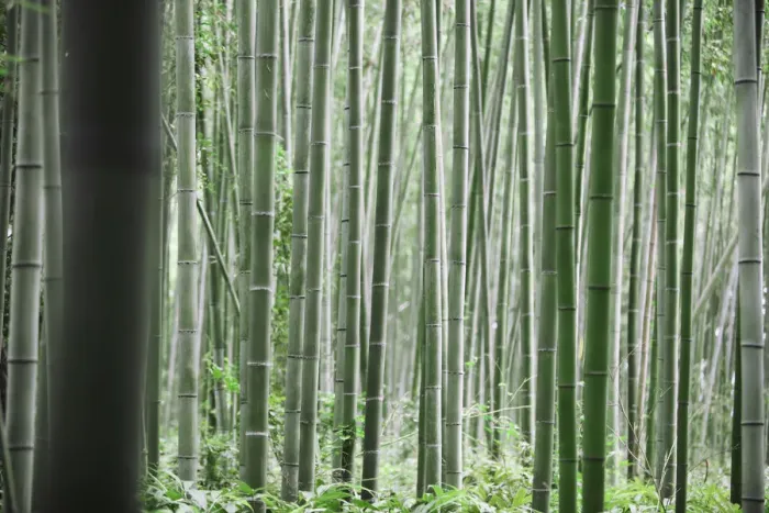 Framed Print : Bamboo trunks Framed Print : Bamboo trunks
