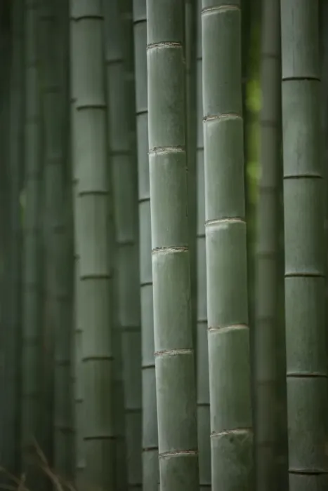Framed Print : Bamboo trunks Framed Print : Bamboo trunks