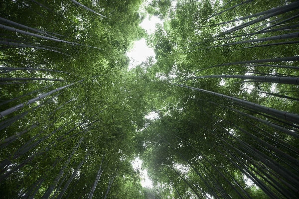 Bamboo trunks, low view