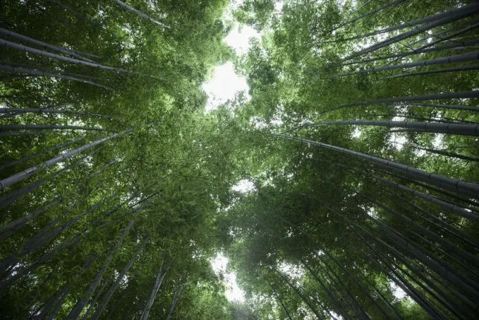 Framed Print : Bamboo trunks, low view Framed Print : Bamboo trunks, low view