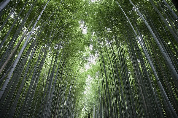 Bamboo trunks, low view