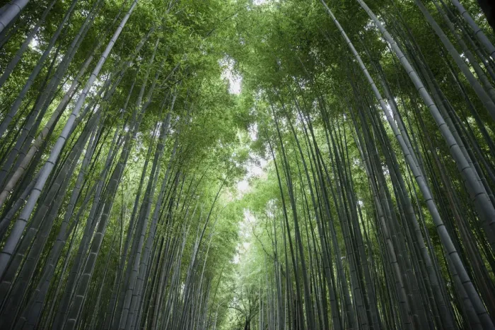 Framed Print : Bamboo trunks, low view Framed Print : Bamboo trunks, low view
