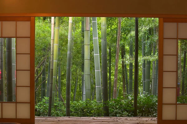 Bamboo as viewed through tea house windows, Kyoto, Honshu, Japan