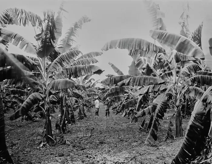 Framed Print : Banana Grove, Jamaica Framed Print : Banana Grove, Jamaica