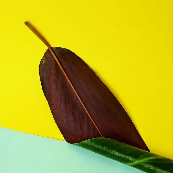 Banana Leaf on Yellow and Teal Background