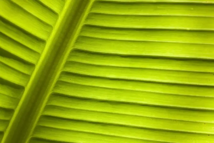 Framed Print : Banana -Musa sp. -, detail of leaf, Cornwall, England, United Kingdom Framed Print : Banana -Musa sp. -, detail of leaf, Cornwall, England, United Kingdom