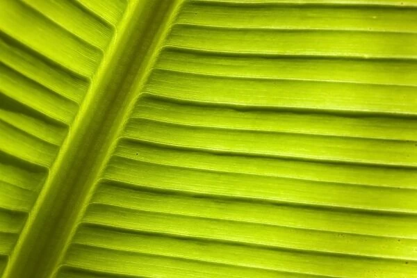 Banana -Musa sp. -, detail of leaf, Cornwall, England, United Kingdom