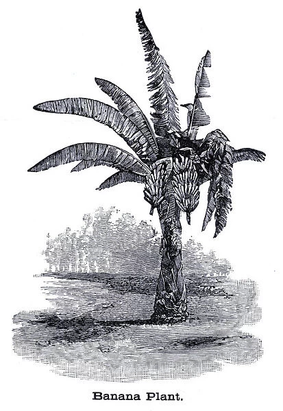 Banana plant engraving 1896
